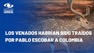 Venados en Colombia: por primera vez se registra la presencia de esta especie invasora en el país