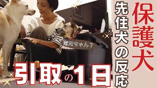 保護犬が家族になる１日・・・妹が出来た先住犬、まさかの反応