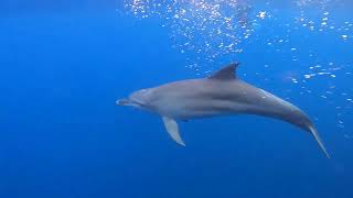 八丈島水中生物動画～ミナミハンドウイルカが遊んでくれた～