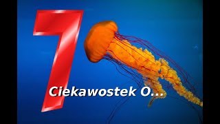 7 Ciekawostek O... Meduzach