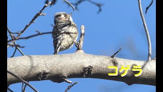 [4K]コゲラ／ＨＴ公園