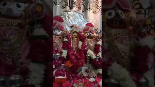 Sankirtan by alok pandit ji || jagannath rath yatra ludhiana by || govind goudham ludhiana and Vrind