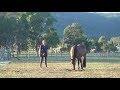 Somatic Experiencing® for Horses? (Beyond Behaviorism Part 2 of 2)