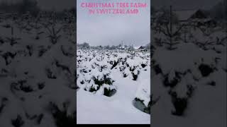 Christmas Tree 🎄 farm in switzerland 🇨🇭