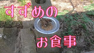 すずめのお食事