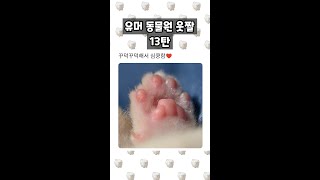 유머 동물원 웃짤 13탄 ( 하루에 유머 웃짤 시리즈  매일 업로드!! 구독 좋아요 부탁드려요!!)