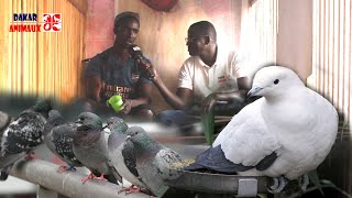 A la découverte de l'élevage de pigeons de race avec Serigne Diagne (Dakar Animaux)