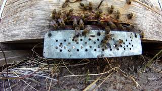 European honey bee (Apis mellifera)