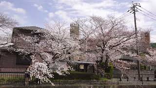 川沿いの桜　２０２２　　SONY ZV-E10　SIGMA 18-50mm F2.8　MOZA Mini-P　　北九州市小倉南区　　VLOG