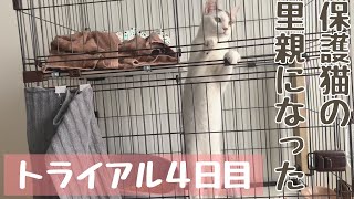 【成猫の里親になりました】トライアル４日目〜鳴きまくってます〜