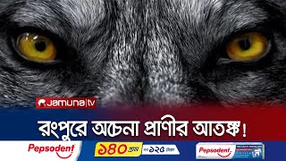 রাতের আঁধারে অচেনা প্রাণীর হামলায় ঘুম হারাম রংপুরবাসীর | Rangpur Unknown Animal | Jamuna TV
