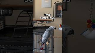 Gizmo’s new hit “Brain sauce in us” 🎤🐦🎶 #talkingparrot #africangrey #parrot #gizmo