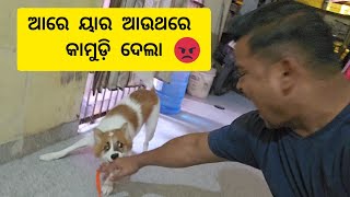 ଆରେ ୟାର ଆଉଥରେ କାମୁଡ଼ି ଦେଲା // Vlogs9T 😡