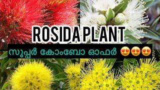 റൊസിഡ ചെടിയുടെ അടിപൊളി കോംബോ ഓഫർ (Rosida plant combo)