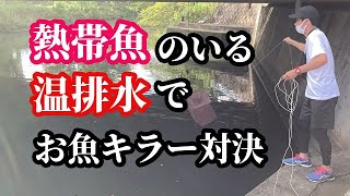 【お魚キラー対決】ティラピアや野生アロワナが潜む川で何が入るのか