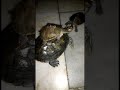 Turtles Playing | Turtles Squad