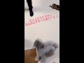 愛犬が怒っちゃった