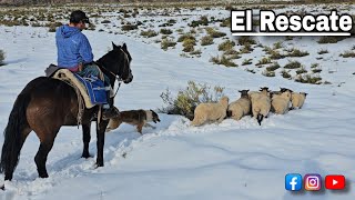 Busqueda de Ovejas en lo alto de la Cordillera Nevada como las Logramos encontrarlas y Bajarlas