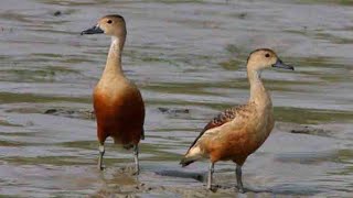 পাতি সরালি পাখির ডাক বালি হাস / হাস পাখির ডাক Duck Bird Call Bird /Sorali pakir duk /Bale Duck/#duck