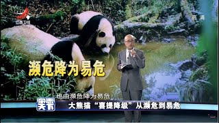 《杂志天下》大熊猫“喜提降级”从濒危到易危 20210712