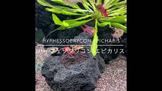 Hyphessobrycon epicharis（ハイフェソブリコン エピカリス）