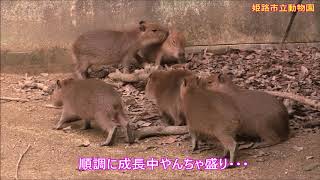 カピバラ （姫路市立動物園篇）令和生まれの六つ子ちゃん