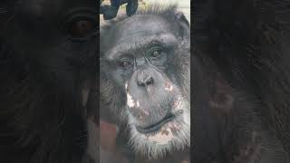 樹秋△⑤チンパンジー・スグルくん・沖縄こどもの国・・・Chimpanzee ・Okinawa Zoo \u0026 Museum(20241028)