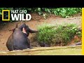 Mom Comes to the Rescue of a Pygmy Elephant Baby | Nat Geo Wild