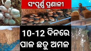 10-12 ଦିନରେ ପାଳ ଛତୁ ଅମଳ/ ଘରେ କରନ୍ତୁ ପାଳ ଛତୁ ଚାଷ/ Grow mushroom at Home / #mushroom #chhatuchasa #new