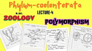 Polymorphism in Coelenterata | B.Sc.Zoology | Notes pdf in description.