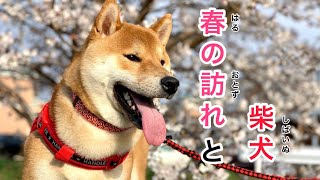 春の訪れと柴犬