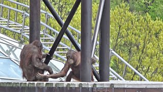 スカイウォーク(チャッピー、アピ、リキ)・オランウータン