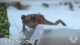 ヒキガエル　子ガエル飼育『秋の成長』ヒキガエル