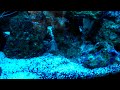 blue spotted watchman goby and tiger pistol shrimp paired