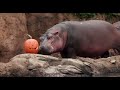 hippo fiona s 8 year highlights cincinnati zoo