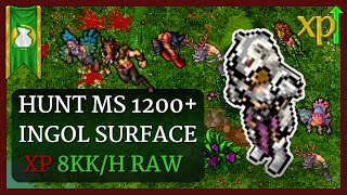 Tibia Hunt INGOL SURFACE | MS 1200+ | 8KK/H RAW