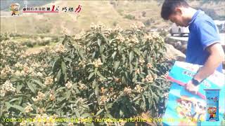 Loquat farmers saw a magical effect after using cocoly fertilizer