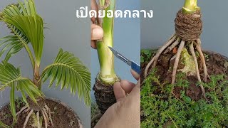 กรีดแต่งบอนไซมะพร้าว คล้ายการเขียง เปิดเยื่อกลางให้ได้ สร้างฟอร์มแคระ Bonsai kelapa