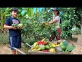 Paraíso das frutas-colheita farta no sítio