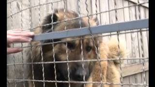Shelter dog / ძაღლთა თავშესაფარი