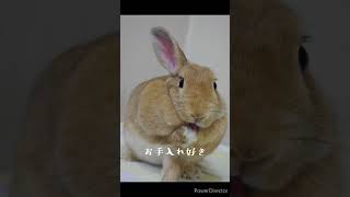 それがうさぎである　#うさぎ #もふもふ #rabbits