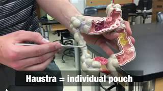 Large Intestine Model - Ohio University - Anatomy & Physiology