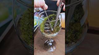 ワイングラスで苔テラリウムを作ったよ　I made a moss terrarium out of a wine glass　#shorts #terrarium #苔テラリウム