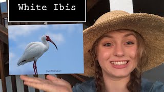 WILD WEDNESDAY | White ibis | Come learn with me!! | Common Florida Bird!!