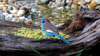 Bird Aviary : Mixed Finch Collection | Birds #shorts