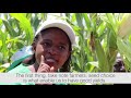 CHIWESHE WENDY SEED CHOICE HD