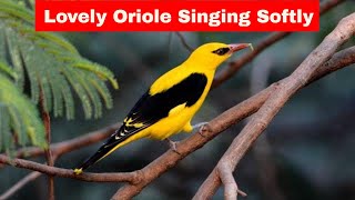 05 Singing Bird Golden Oriole calling Indian bird watching