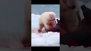 Polar bear vs grizzly. #shorts #shortvideo #wild #shortfeed