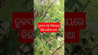 ତୁଳସୀ ଗଛ କଥା କିଛି ଜାଣିବା କଥା #sadhubani #ajiraanuchinta #bastusastra #odia