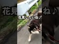 【柴犬】朝んぽで、桜が満開🌸だった♪ shibainu 柴犬 黒柴 桜 花見